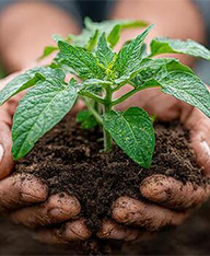 Ambika Agrotech Export